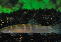 Tri-band Orange Sumo Loach med