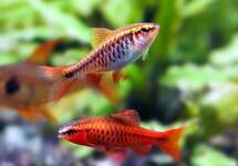 Cherry Barbs med