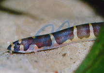 Kuhli Loach med