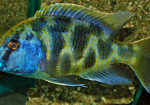 Venustus 3-3.5 inch