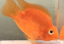 Parrot Cichlid Blood Red 2-2.5 inch