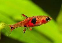 Maculatus Dwarf Rasbora med