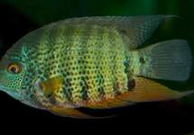 Peruvian Green Severum 2 inch