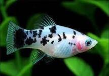 Platy Dalmation med