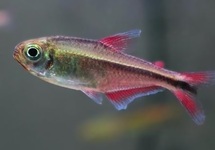 Aurora tetra med