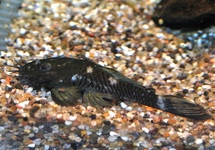 Bristle Bushmouth L34 med