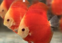 Discus Fiamma Ross 3-3.5 inch