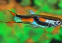 Guppy Male Endleri lg