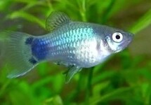 Platy Blue Mickey Mouse med