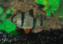 Tiger Barb s/m
