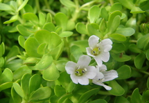 BUNCH BACOPA (Min. 12)