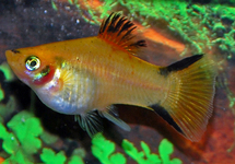 Platy Calico med