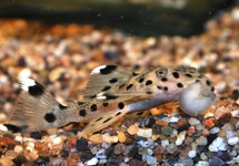 Grey Leporacanthicus L264- 3 inch