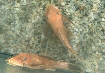 Super Red Bristlenose 3.5-4.0 inch