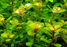 BUNCH ROTALA INDICA (Min. 12)