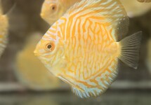 Discus White Tiger 2.5 inch