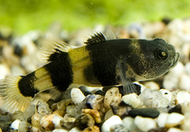 Bumble Bee Zebra Goby med
