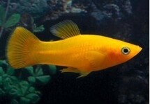 Molly Saffron Mix m/l