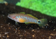 Peacock Goby med