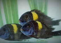 TANGANYIKA CICHLIDS