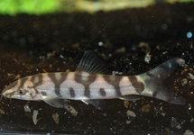 Pakistani Loach 2-2.5 inch