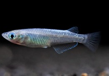 Oryzias Latipes Medaka Blue med