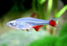 Bloodfin Tetra med