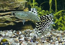 Guppy Male Snakeskin Green m/l