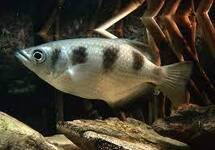 Archer Fish 2-2.5 inch