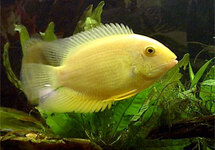 Gold Severum 2 inch