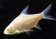 Albino Tinfoil Barb 2 inch