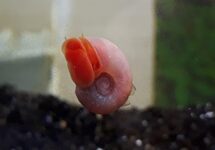 Ivory Mystery Snails med