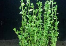 BUNCH MONEYWORT (Min. 12)