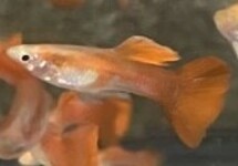 Guppy Male Full Red m/l