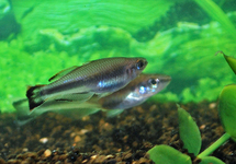 Madagascar Rainbow med