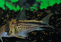 Cor. Loxoxonus s/m (Colombia)