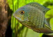 Peruvian Green Severum 1.5 inch