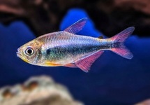 Bleeding Blue Tetra med