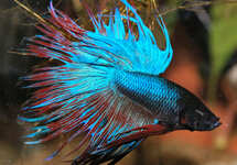 Betta Male Crowntail LG