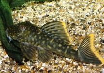 Orange Seam Plec. L106 med