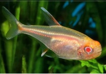 Albino Glo-Lite Tetra med