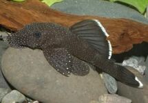 Ancistrus Bluefin med