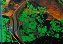 Altum Angel - Captive Raised - med