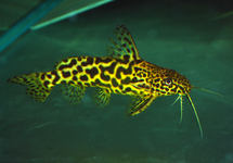 Vermiculated Synodonthys 1.5-2 inch (wild)