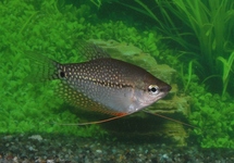 Pearl Gourami 3 inch