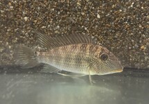 Geophagus Mapiritensis 5 inch