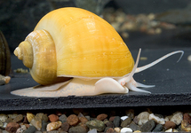 Albino Mystery Snails med