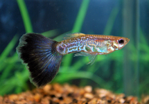 Guppy Male Purple med