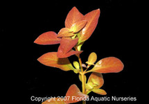 BUNCH LUDWIGIA  BROAD - EMERSED (Min. 12)