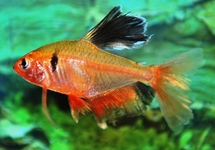 Longfin Serpae Tetra med